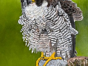 Peregrine Falcon (Fluff Up) Fine Art Print 