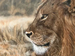 Male Lion (Red Road) Fine Art Print