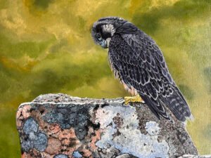 Peregrine Falcon (Hawkish) Fine Art Print